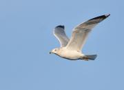 Larus delawarensis